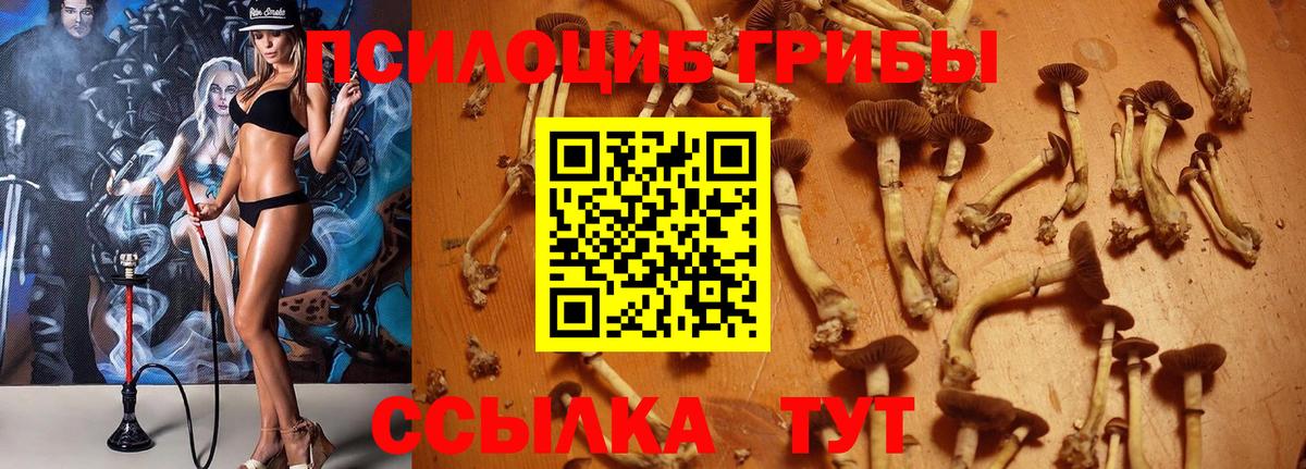 Псилоцибиновые грибы Psilocybine cubensis Качканар